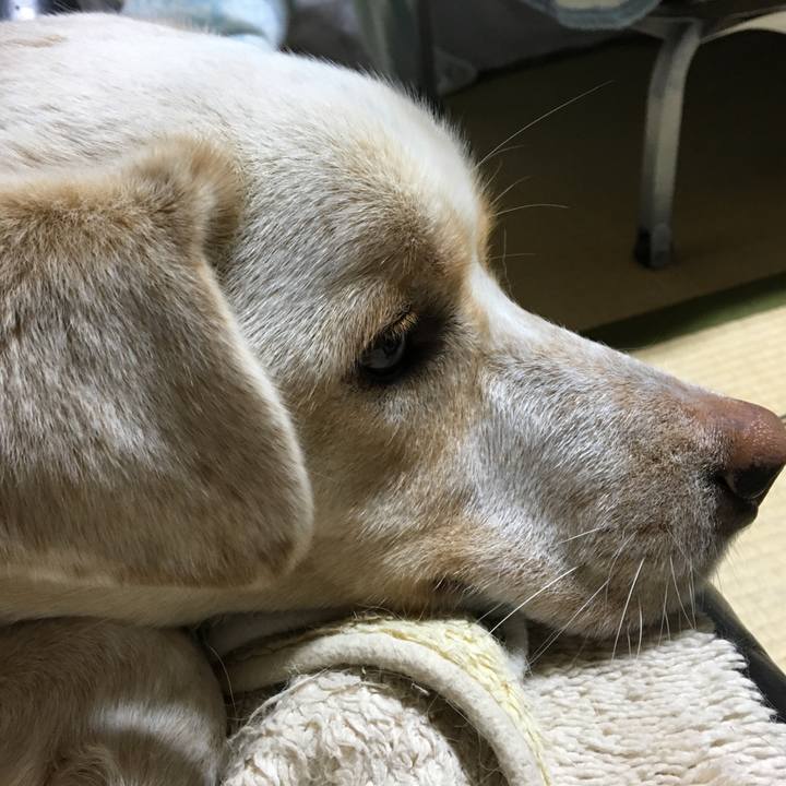 Ac21ed33 dce7 4fb1 8fa1 9fdd4be3f52d