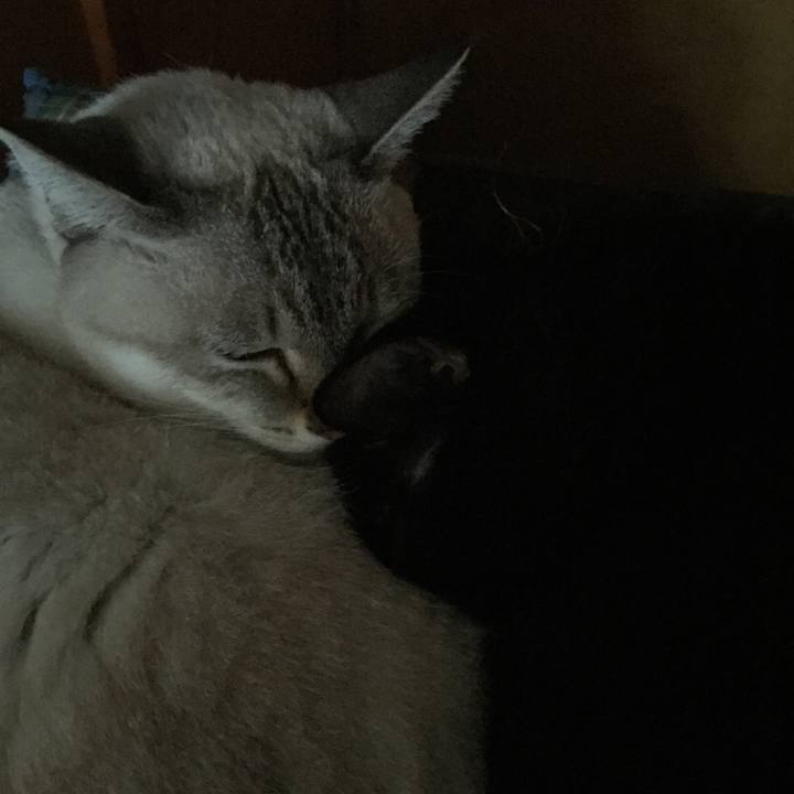 Ac2dead4 6a24 4fea bede ec66177548b8