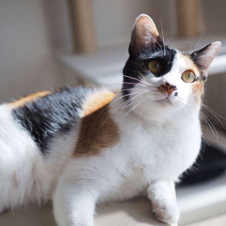 Ac318fa5 860e 4da4 8ae1 05e83c990344