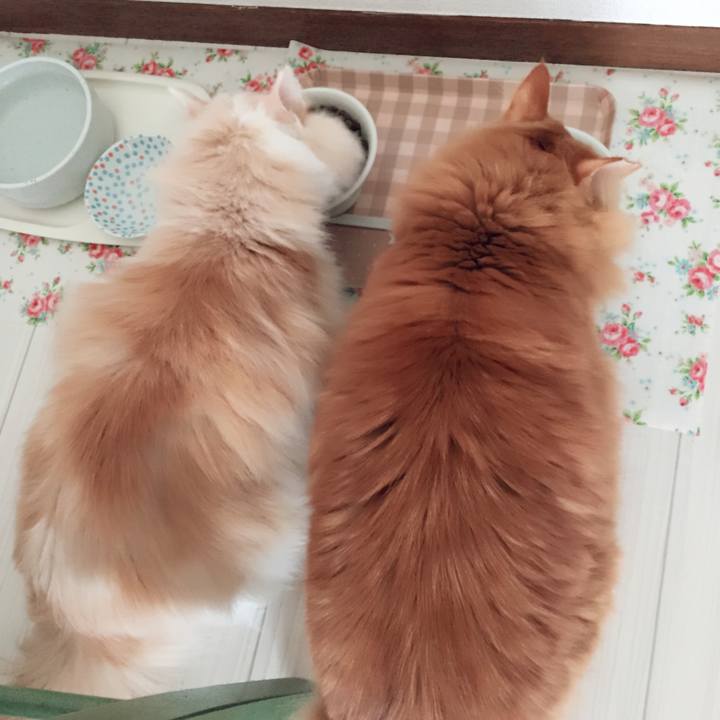 Ac3351ae 5ea6 4bfa bc36 ee72313837b8