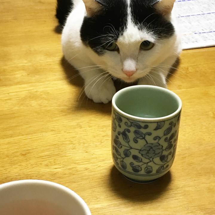 Ac366b8c 81b7 4312 b41d 933a5c149873