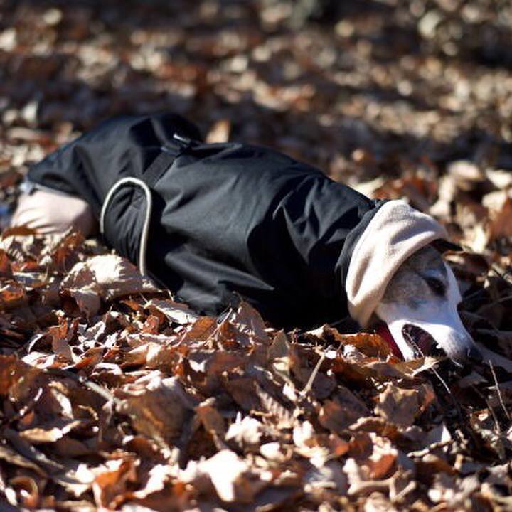 Ac46f200 efd2 40c7 b90d 7264a62ff292