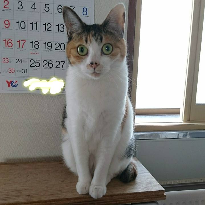 Ac4d2884 779d 424d aee9 50f7204bf828