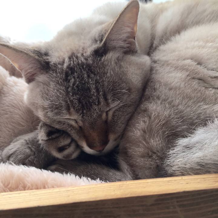 Ac4e4c2a e968 4ca1 a5ca d76e8e7be893