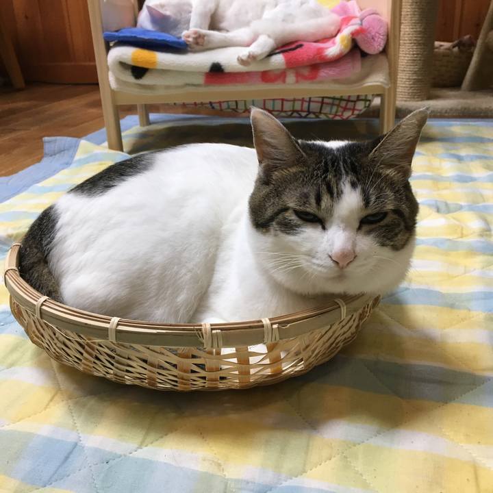 Ac4f3f8c 9655 44db a279 e964576a4604