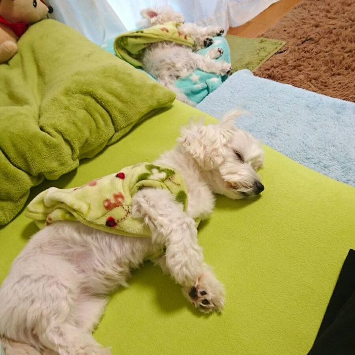 Ac55d4b8 ccd0 4826 9a38 c5599ffcb63a