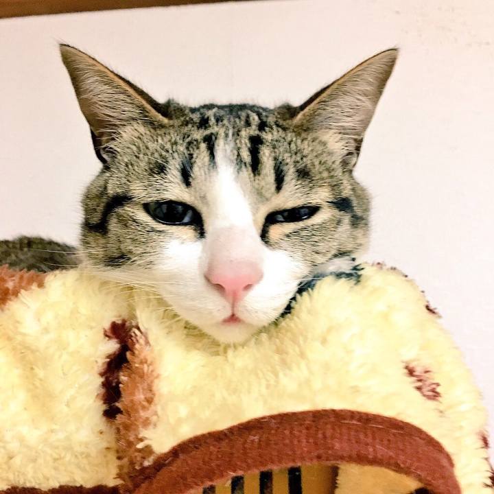 Ac7f0ae6 4439 4526 ab1c 6905ca8e4905