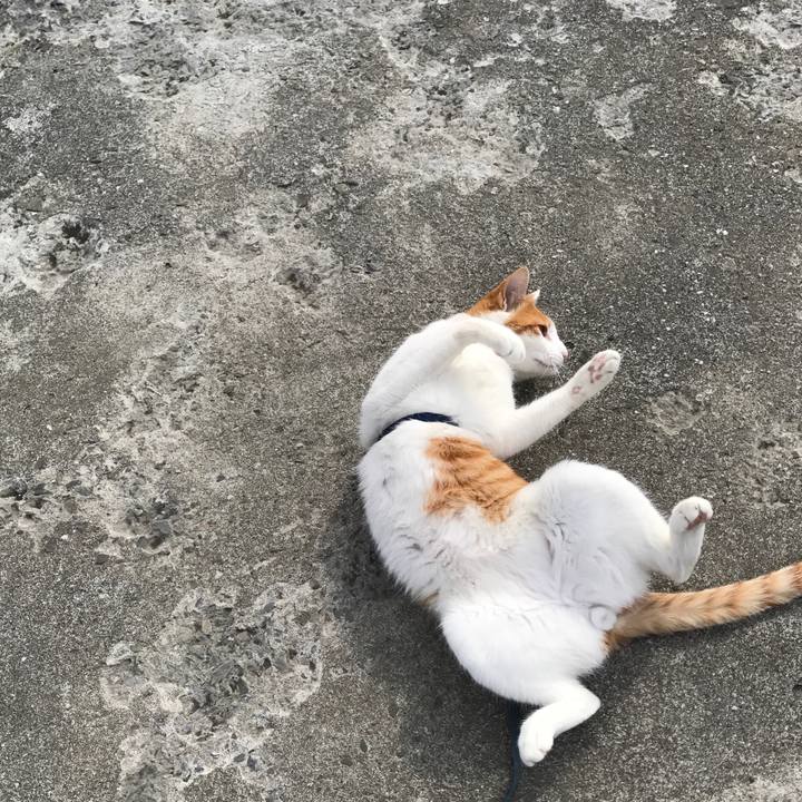 Ac807aeb b524 43d0 9bed 02d381755621