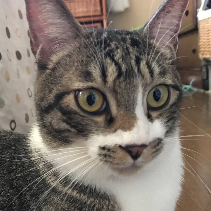 Ac891ed8 e607 484f 83fb 4fdf408a33ae