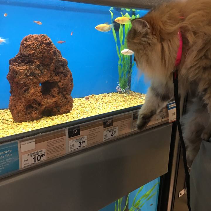 Ac8bec6e 8325 4812 977c ca89469af0ca