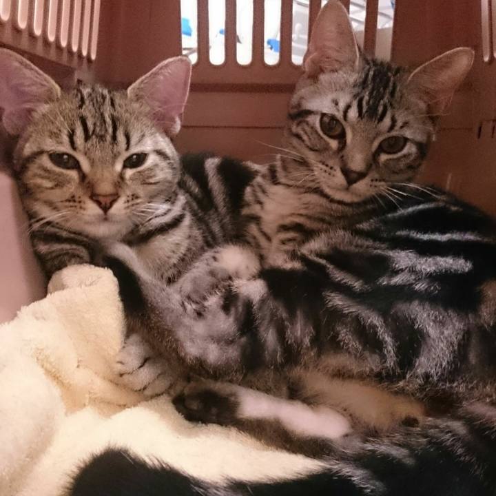 Ac97599d cfc2 4b68 bdcd 06197e10d446