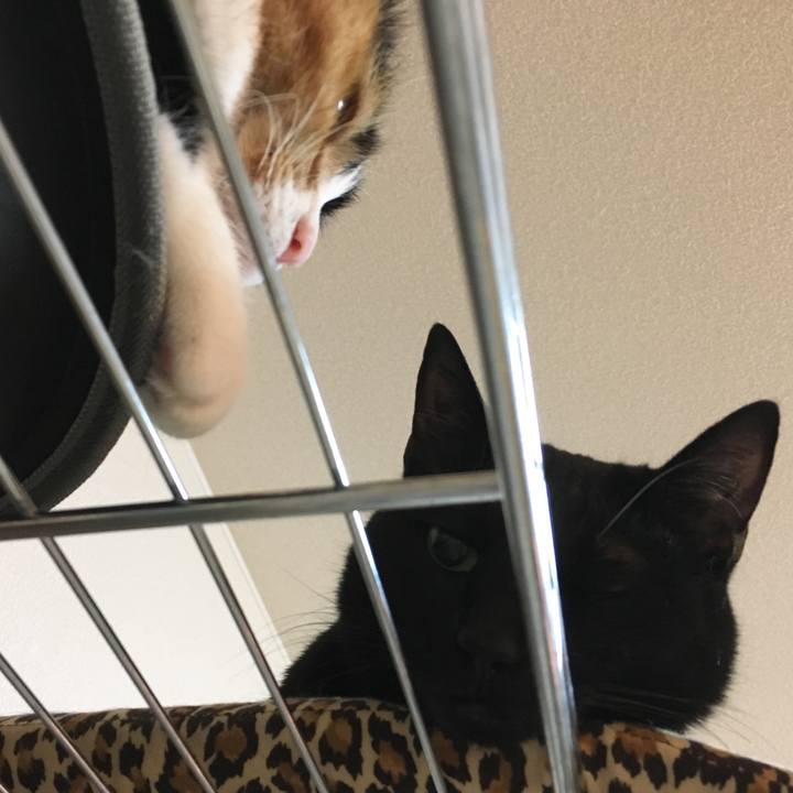 Aca1aa27 ffe8 4d2b a696 bea0d90d612a