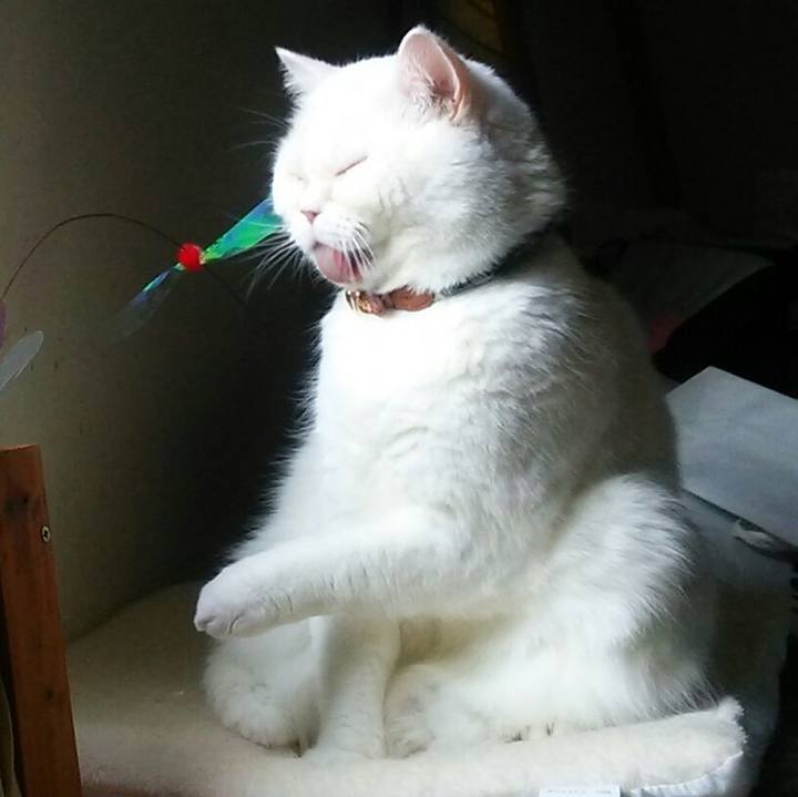 Acb79a21 cace 4ed6 9da4 6bc452d94a38