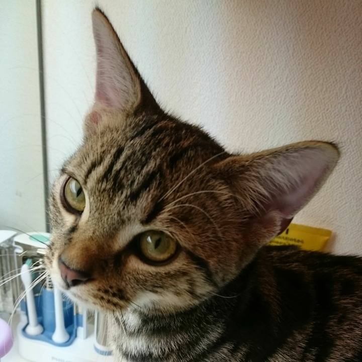 Acbaf517 595a 446f 826b 150e4ea8231e