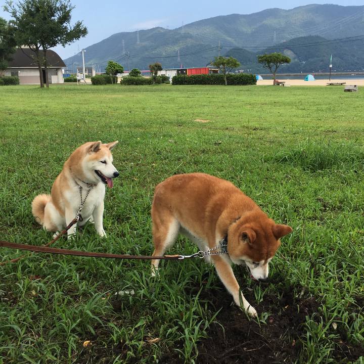 Acbafa93 49b5 4bb2 a81b 7687298c74f0