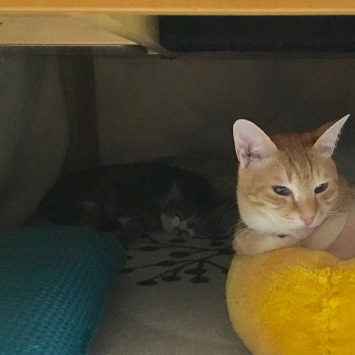 Acbb84c7 265d 49a8 a701 56fe59547b78