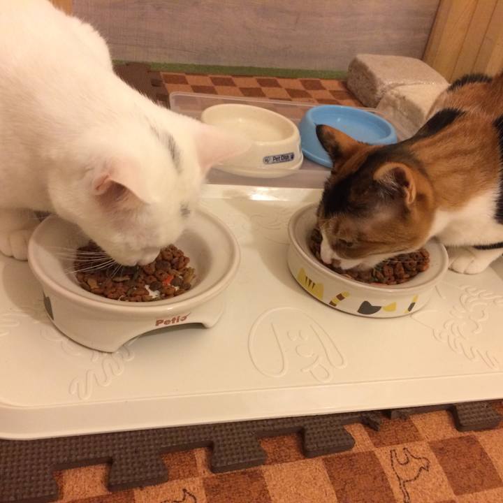 Acbd4a14 c4b4 4515 bb49 b86ceaebea86