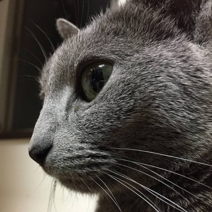 Acc00a13 ea44 43d9 946d 9df2461fe8e9