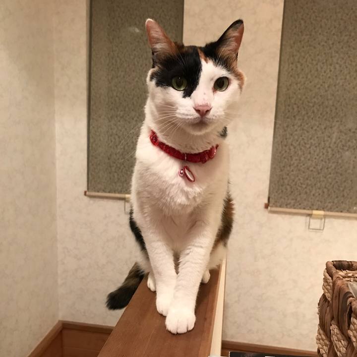 Acca3dfb dda1 4035 b653 adc4a731d74d