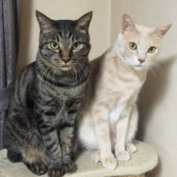 Acce01d8 9d99 4ae5 8c4f 9f5317d9b06b