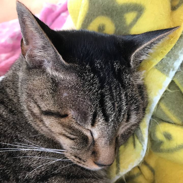 Acd0a411 667a 4d81 8dc8 6092b3b62cec