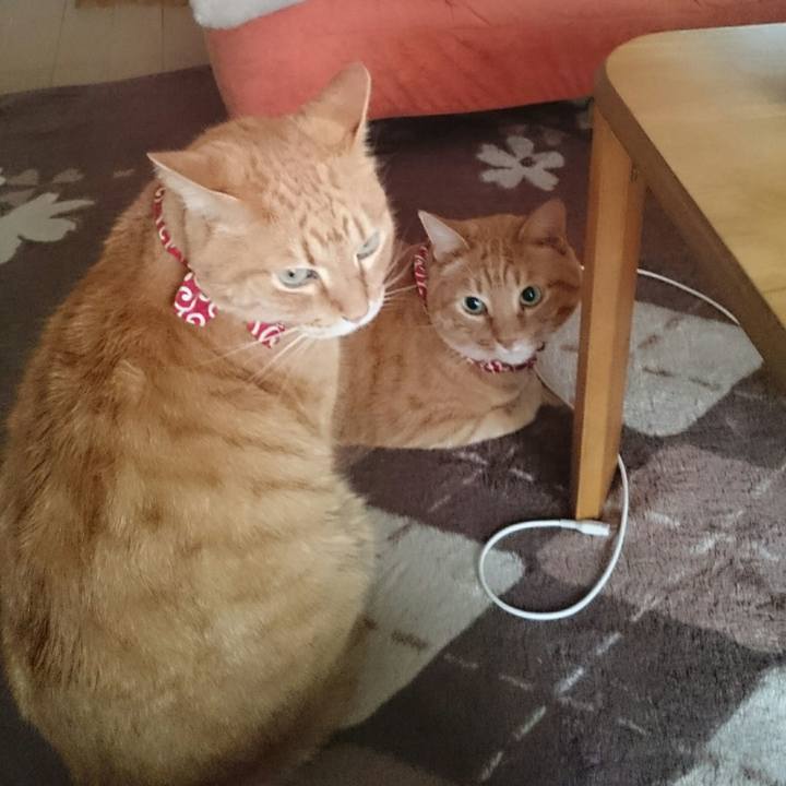 Acd17d25 759d 4383 9c6b e525ede1e243