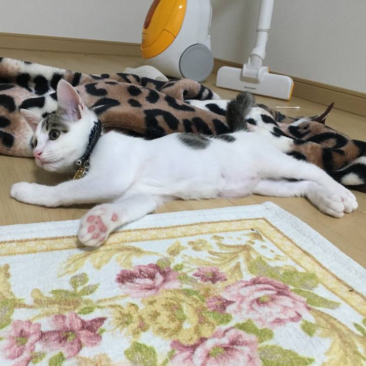 Acd1d64c a0df 474a a54d 8947fba447d3