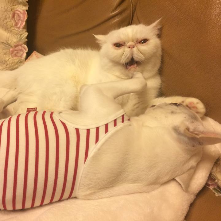 Acd75bb4 4a2a 434e b26f 7f3c173320ef