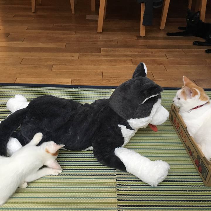 Acda84d3 865e 4833 ad75 a230ebf2b3f0