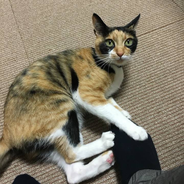 Ace0c531 3e1c 4471 9ffd f80c0eb21a79