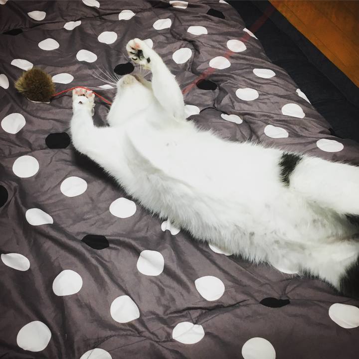 Ace0c5f2 5c95 48cb b2b2 245a7d3837bf