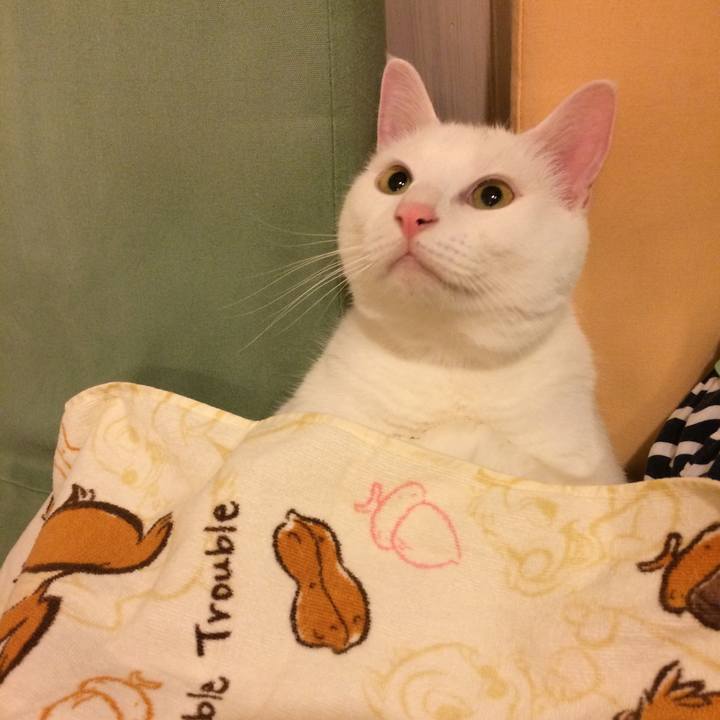 Ace3ed83 5dc7 4cd3 83c7 3d9ae5c32420