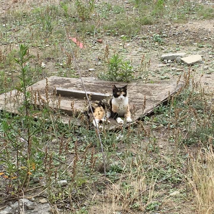 Ace5dbdc 9b5b 45c8 8ce7 c212e1840f10