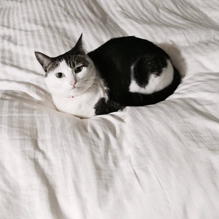 Ace6e0a6 d4c8 42c0 a8be e3295ade87bd