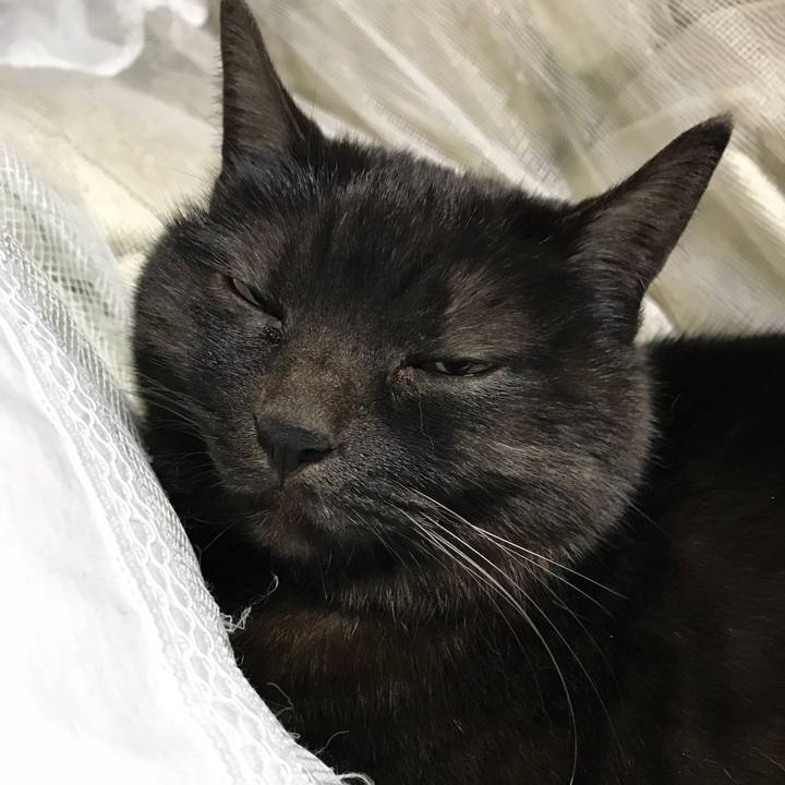 Ace86c9c 9cb3 4ac8 9174 1c1a58a59a87