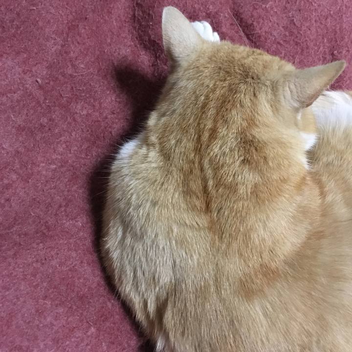 Ace8ab57 b2a8 4196 a03c 69352714de0d