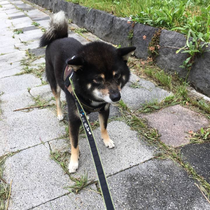 Ace8ad0c 2e95 4ec3 883e 059f00c4ef1a