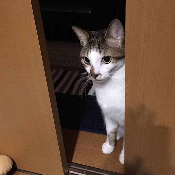 Acebe0f8 8528 44eb af21 b66465f576b6