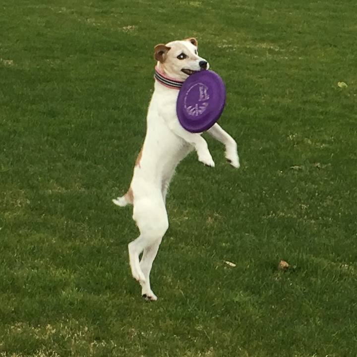 Acf093db 9e92 42d8 a7f2 407e52653811