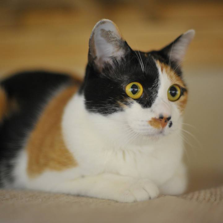 Acf0b50d 0beb 4069 b4fd 064045548f2d