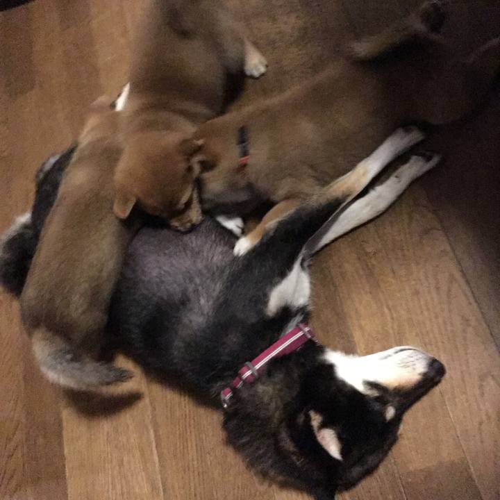 Acfe3725 c382 435b a6f8 e416833b590c