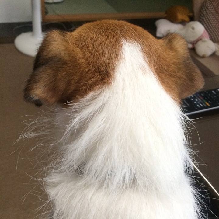 Ad0877e9 05a8 4f2e bede 144ce11c44ca