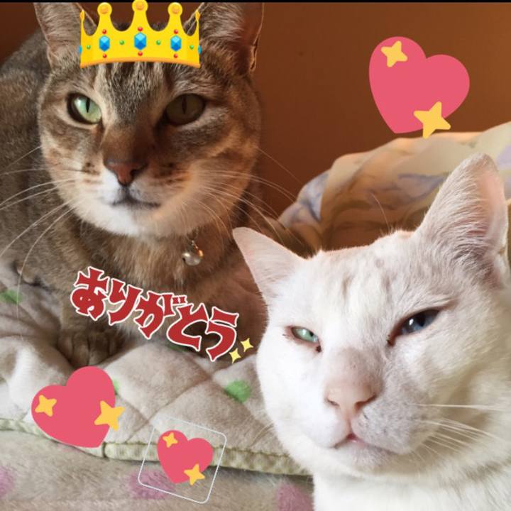 Ad114a4f 47f0 41a5 8437 41caf031ee54