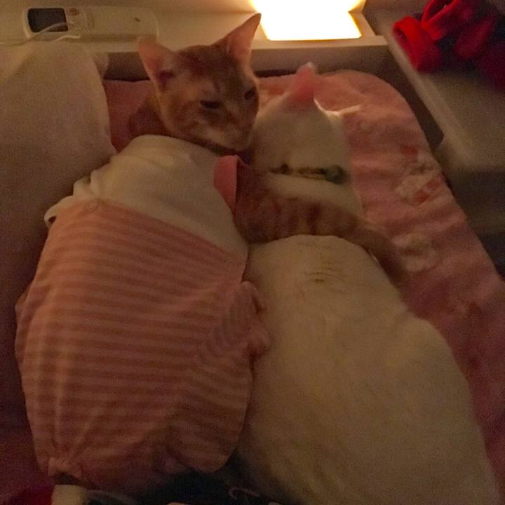 Ad1bd833 b00b 42a3 bb0b 1d3253848c25