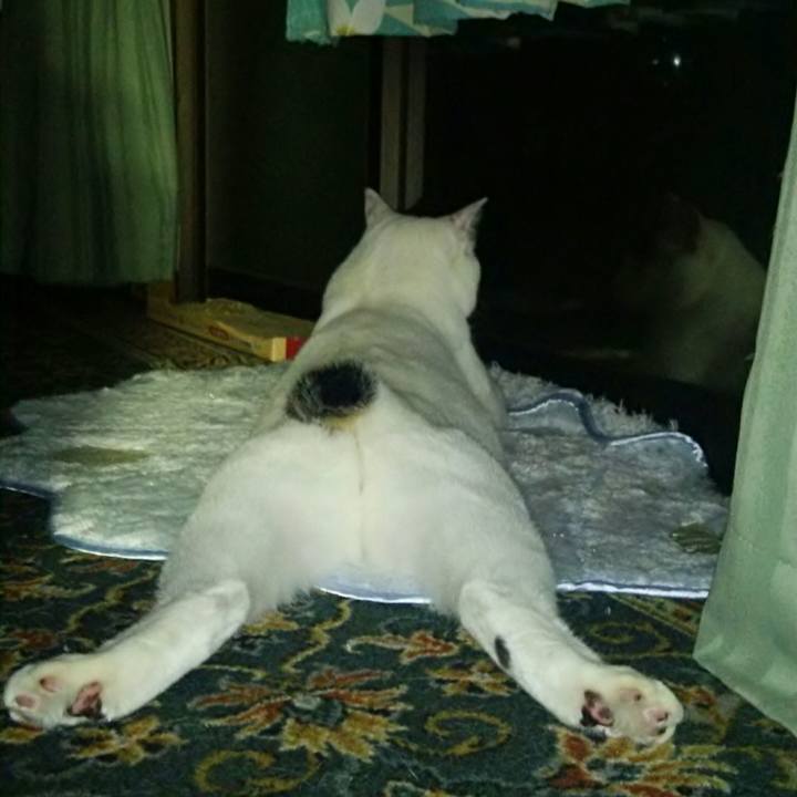 Ad261a8f 13b2 489c ada4 ed39dca3c5f6