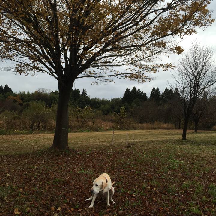 Ad529453 4125 4d0c bc4d 6a29e486dd05