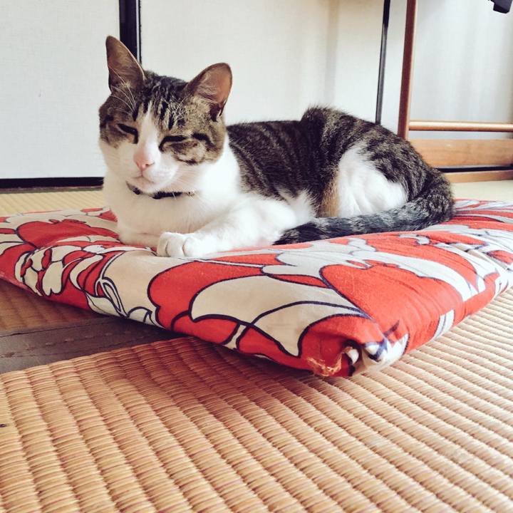 Ad60c4ba 5bcf 49ee 9a1e b0c8cb3175b5