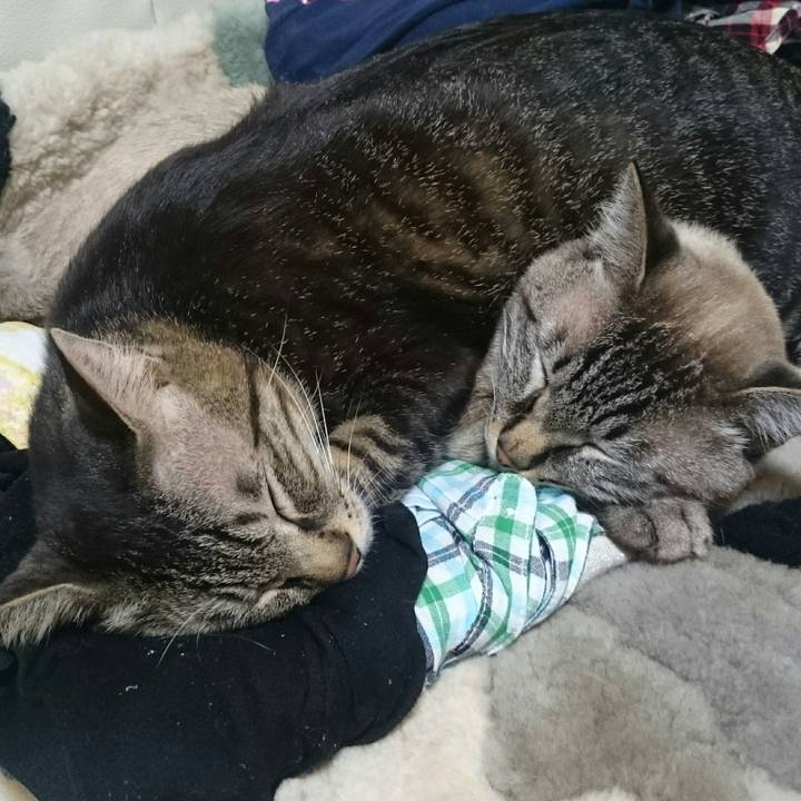 Ad6baa08 3cc1 47ce bfbb 358018e1264a