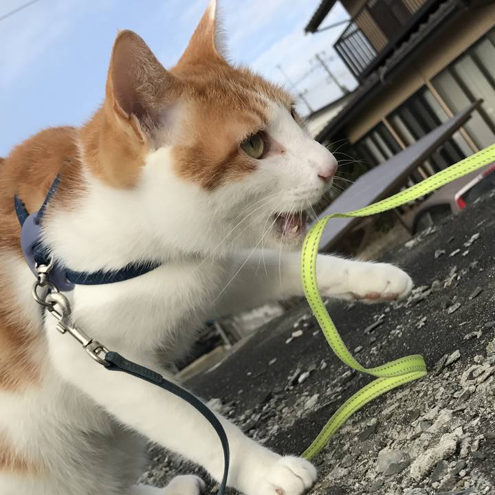 Ad7cb0b5 fb1e 43f1 a899 ce3ce4c454b4