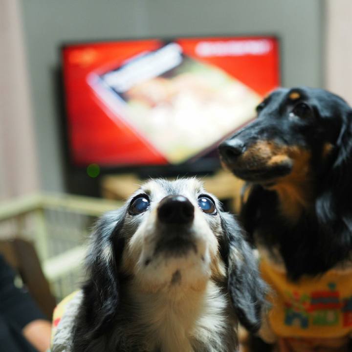 Ad86c75f c1a7 4d45 a33a 9600eadef098